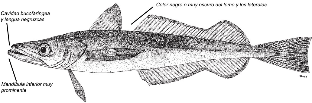Merluccius senegalensis_2223